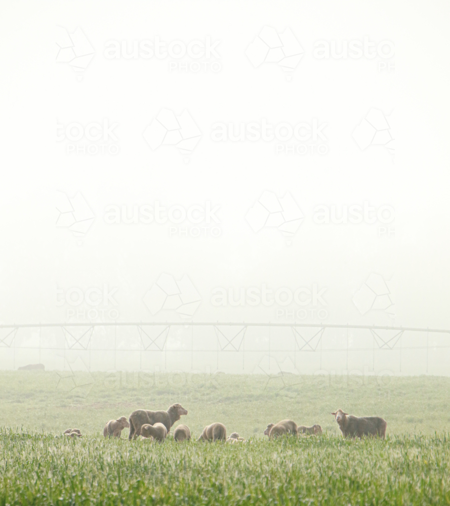 Sheep grazing in a lush green field with a thick layer of mist - Australian Stock Image