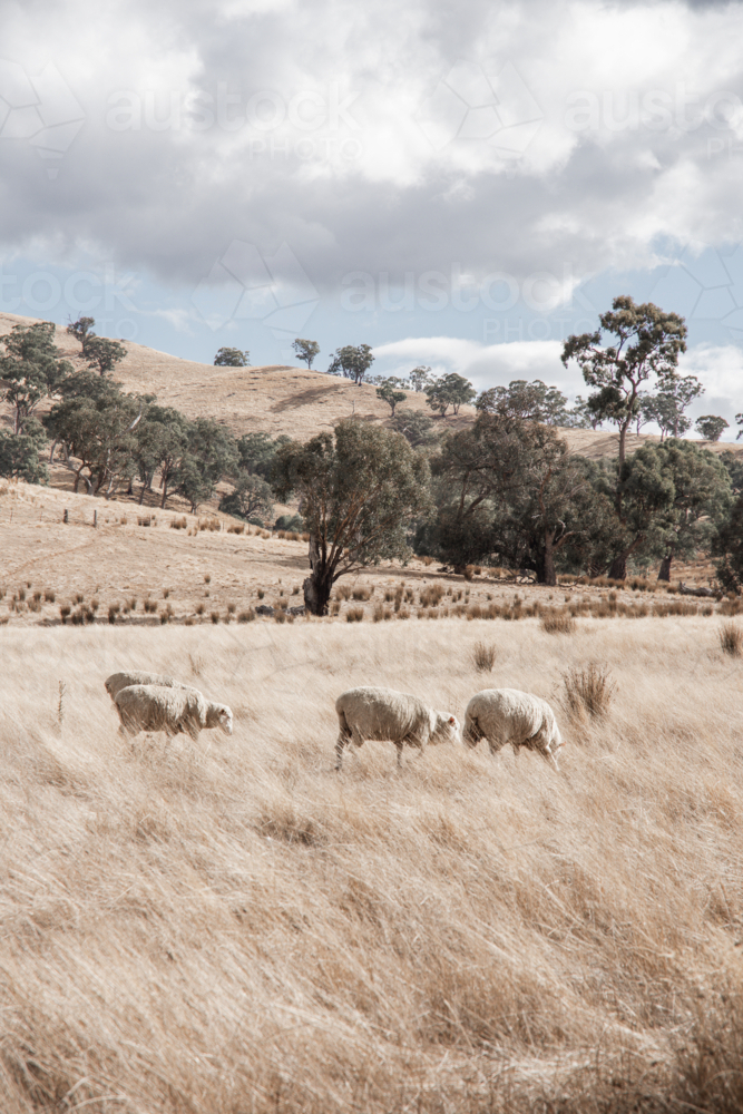 Sheep grazing in dry, summer paddock with trees - vertical - Australian Stock Image