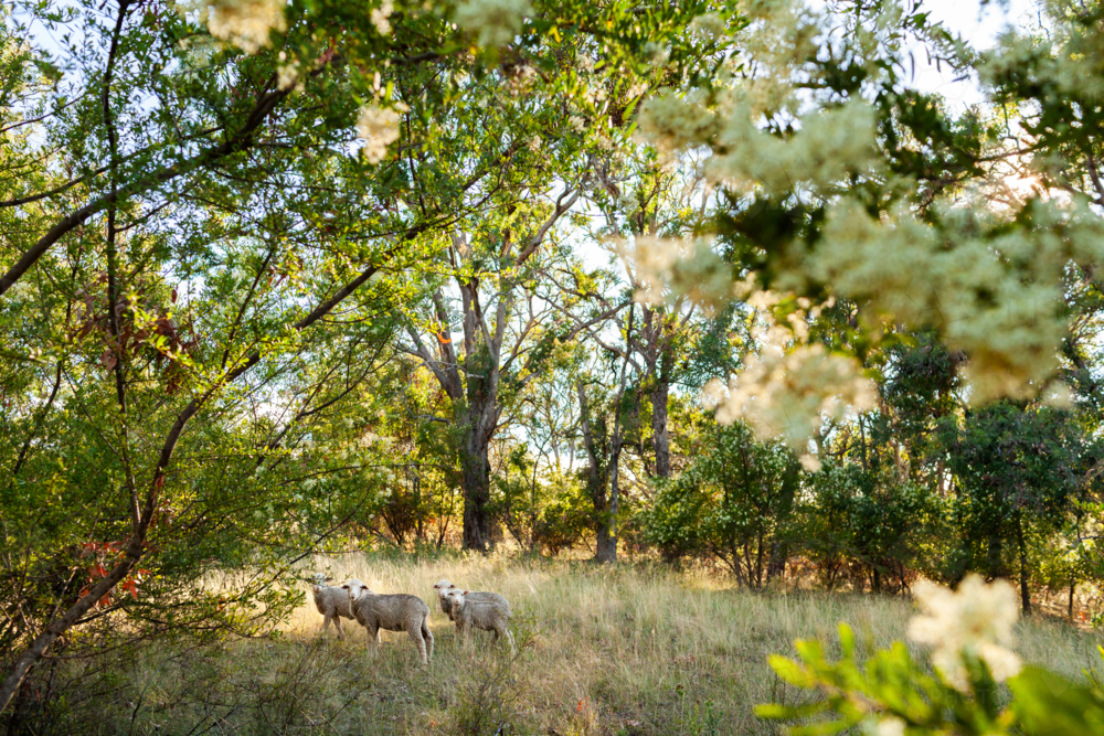 Sheep grazing in farm paddock amongst flowering trees in summer - Australian Stock Image