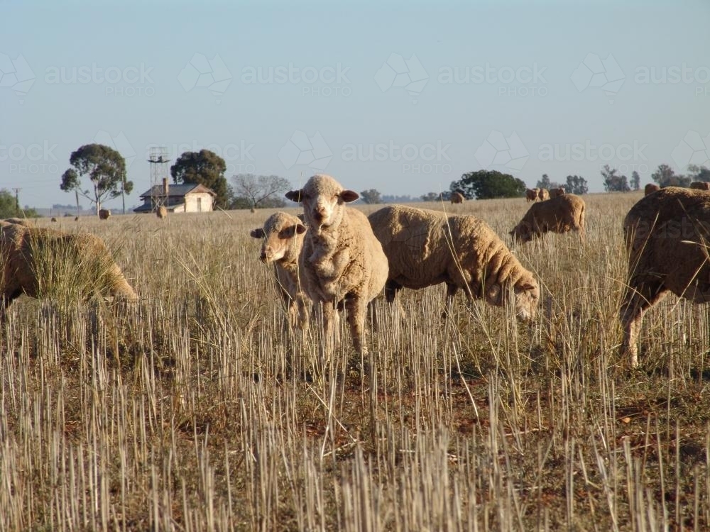 Sheep grazing in long dry grass - Australian Stock Image