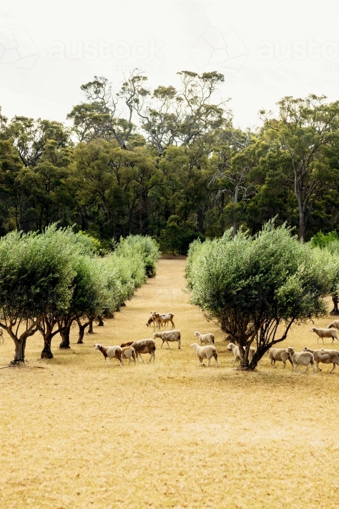 Sheep grazing in olive grove in Margaret River region - Australian Stock Image