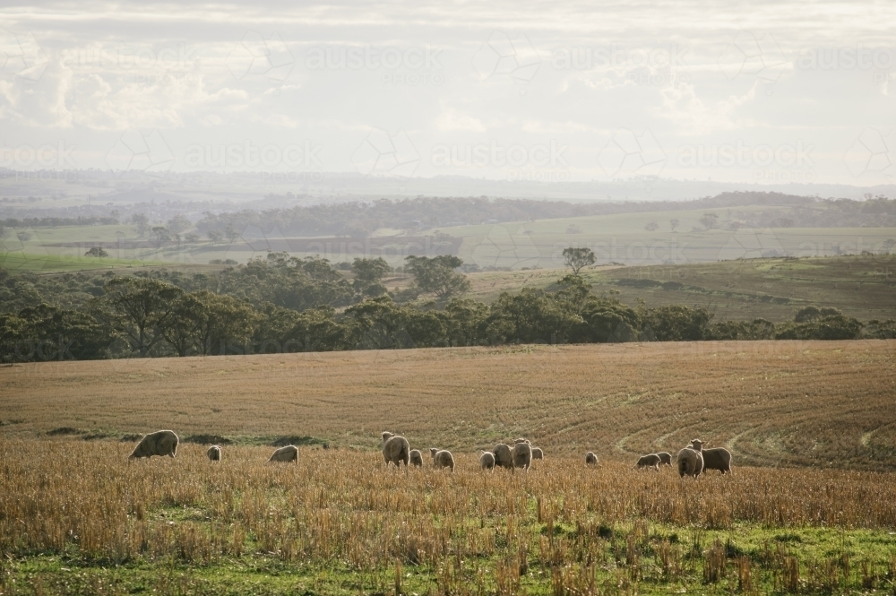 Sheep grazing in the Avon Valley region of Western Australia - Australian Stock Image
