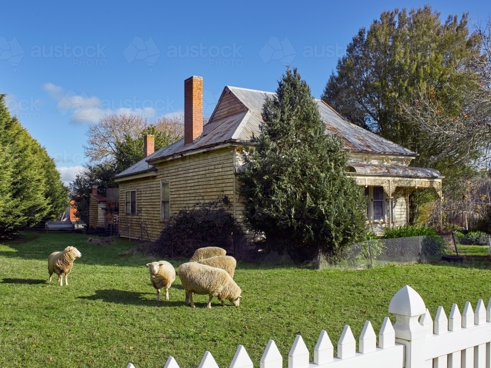 sheep grazing in the front yard of a rural house - Australian Stock Image