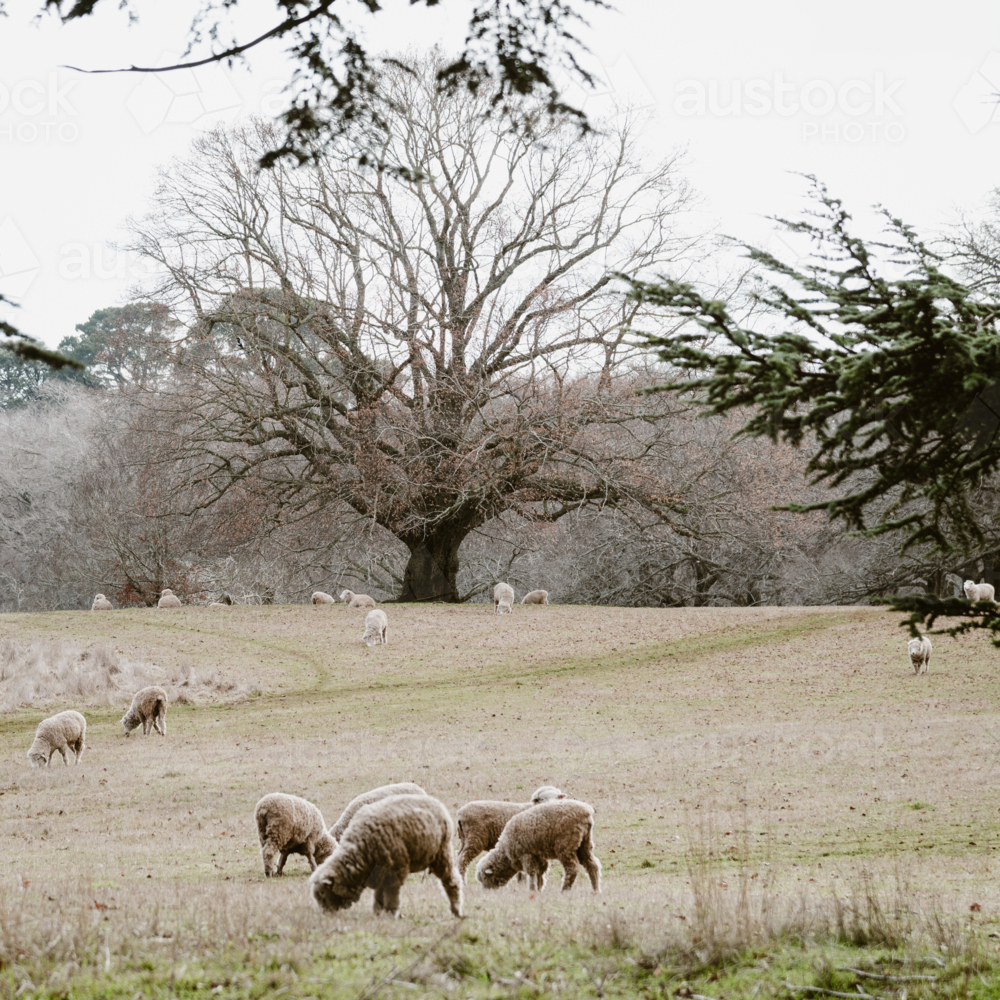 sheep grazing in winter field - Australian Stock Image