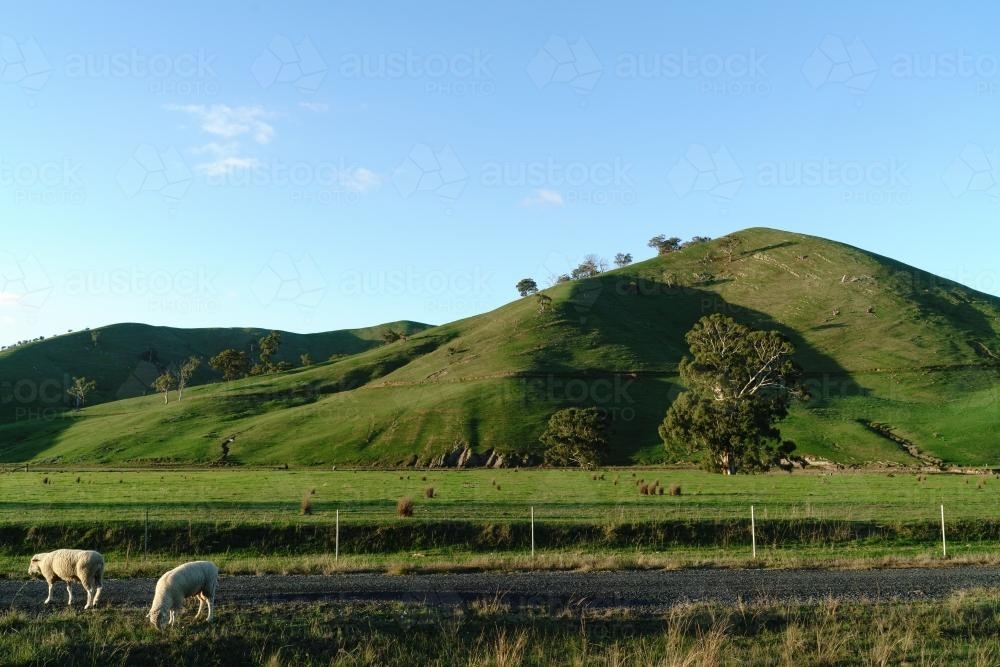 Sheep grazing near Yea - Australian Stock Image