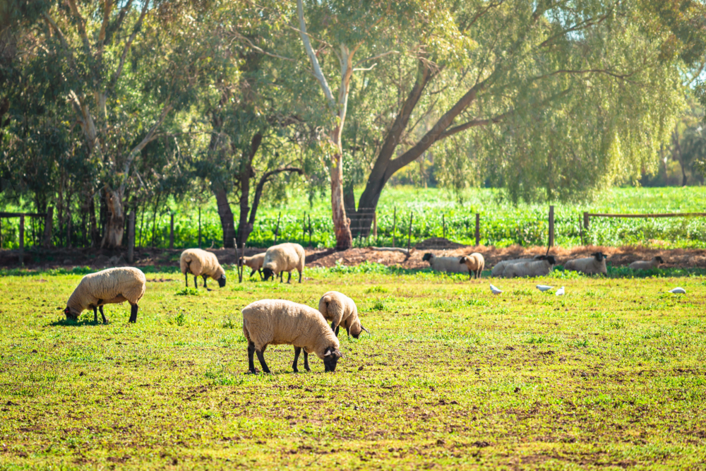 Sheep grazing on a daily farm in rural South Australia during winter season - Australian Stock Image