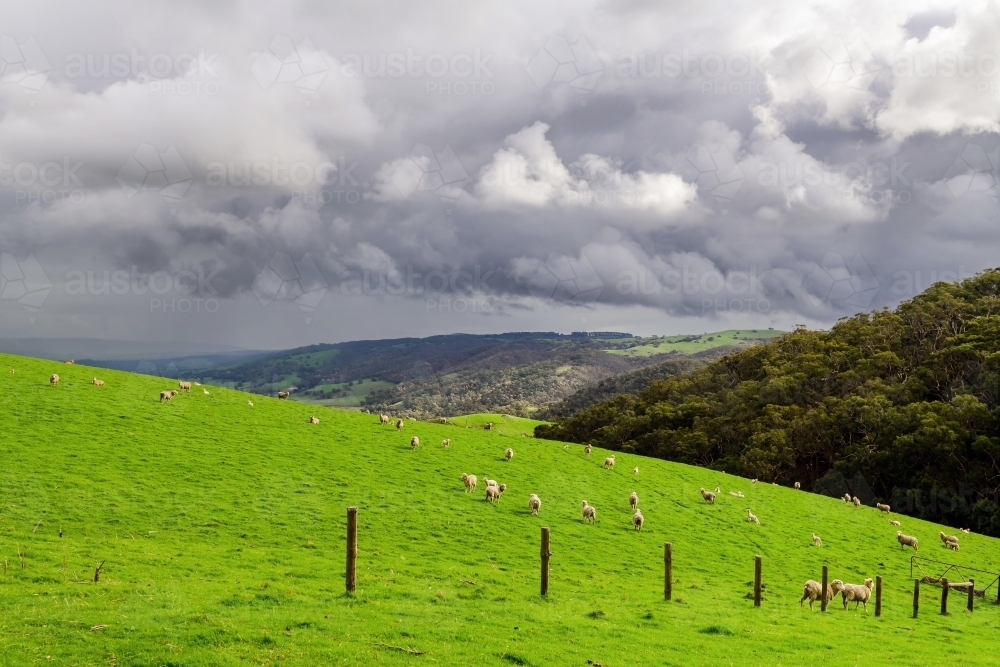 Sheep grazing on a farm during winter season in Adelaide Hills - Australian Stock Image
