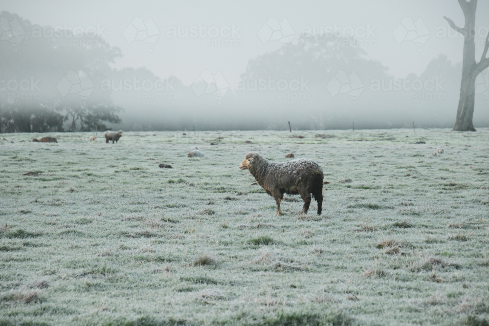 sheep grazing on a frost covered paddock - Australian Stock Image
