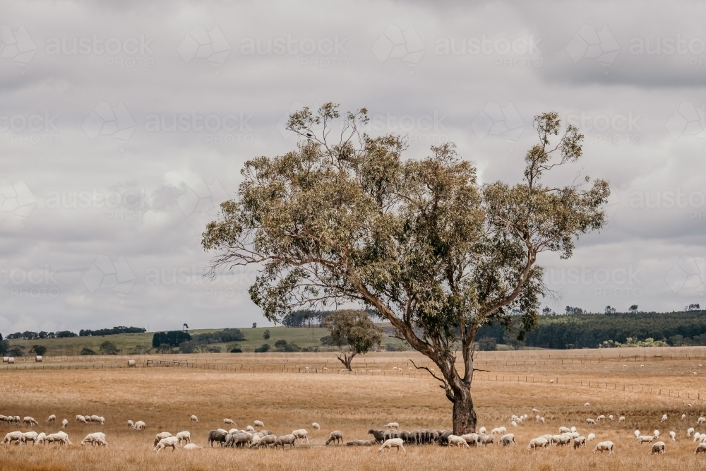 Sheep grazing under a gum tree on farm. - Australian Stock Image
