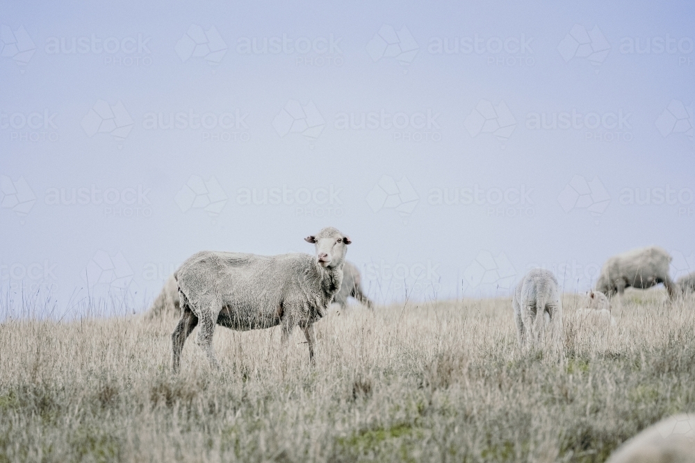 Sheep grazing with lambs. - Australian Stock Image