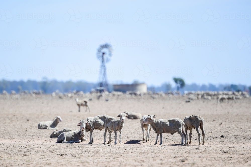 Sheep in a barren paddock during drought - Australian Stock Image