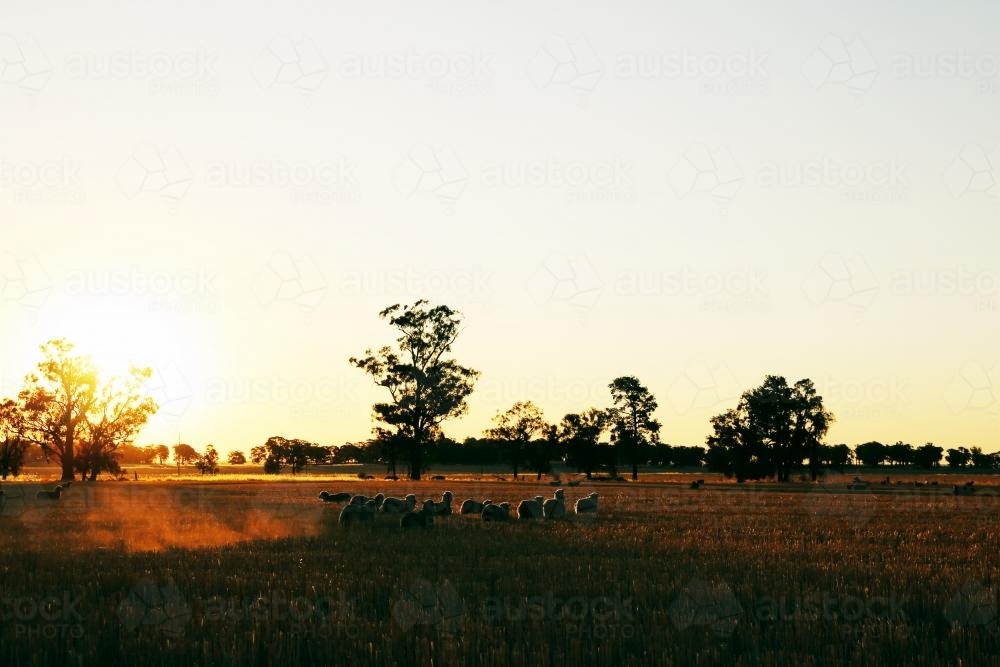 Sheep in a field at sunset - Australian Stock Image
