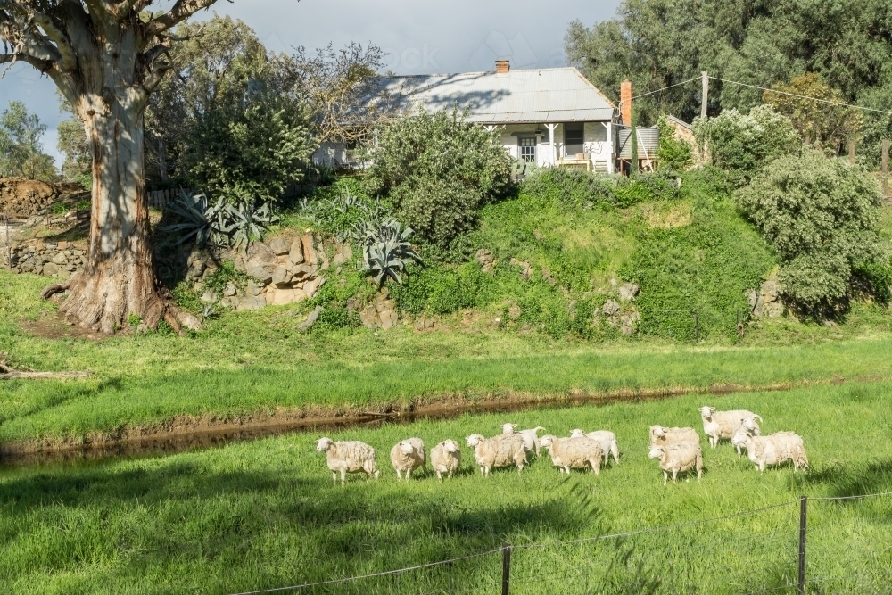 Sheep in a green paddock below a country farmhouse - Australian Stock Image