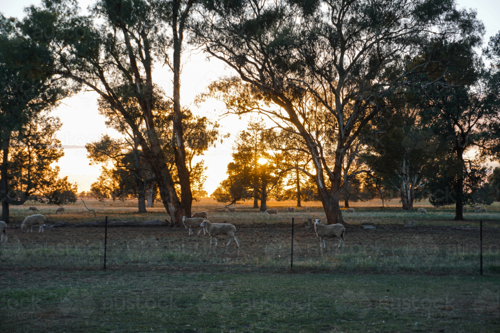 Sheep in a paddock at sunrise - Australian Stock Image