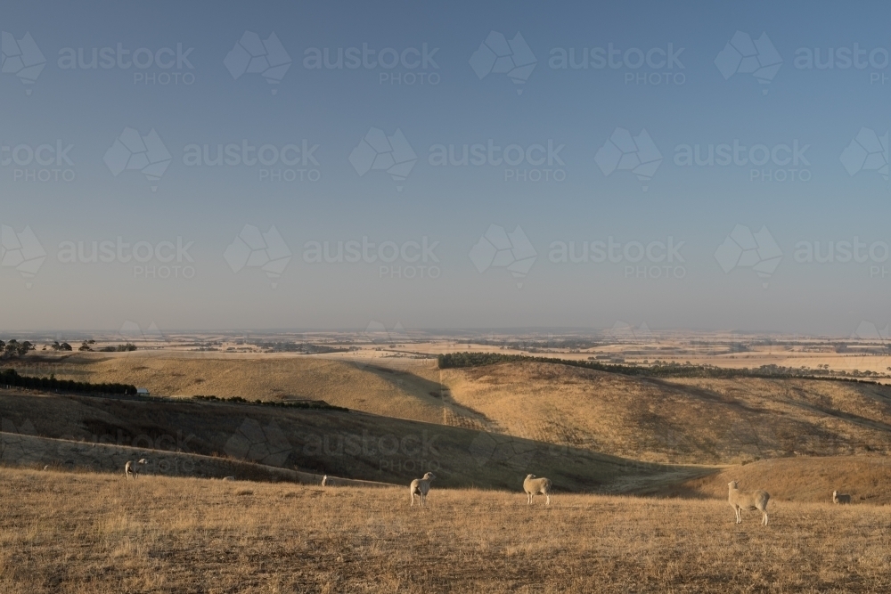 Sheep in a paddock - Australian Stock Image