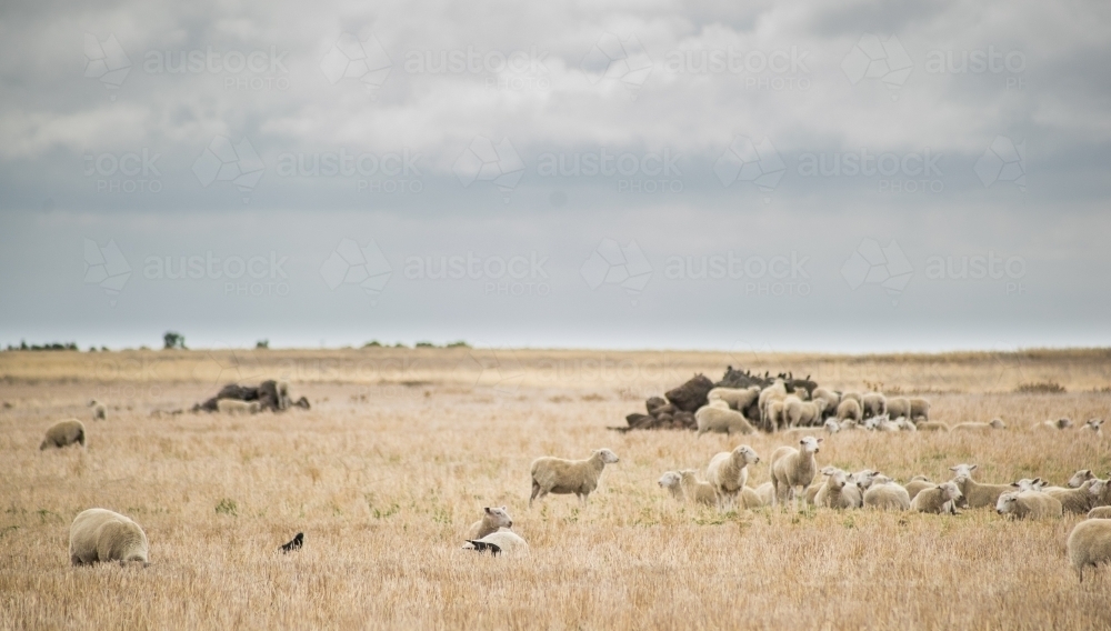 Sheep in a paddock - Australian Stock Image