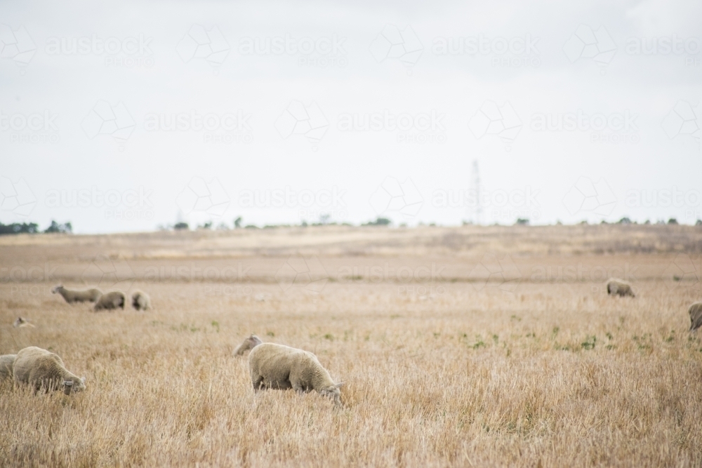 Sheep in a paddock - Australian Stock Image