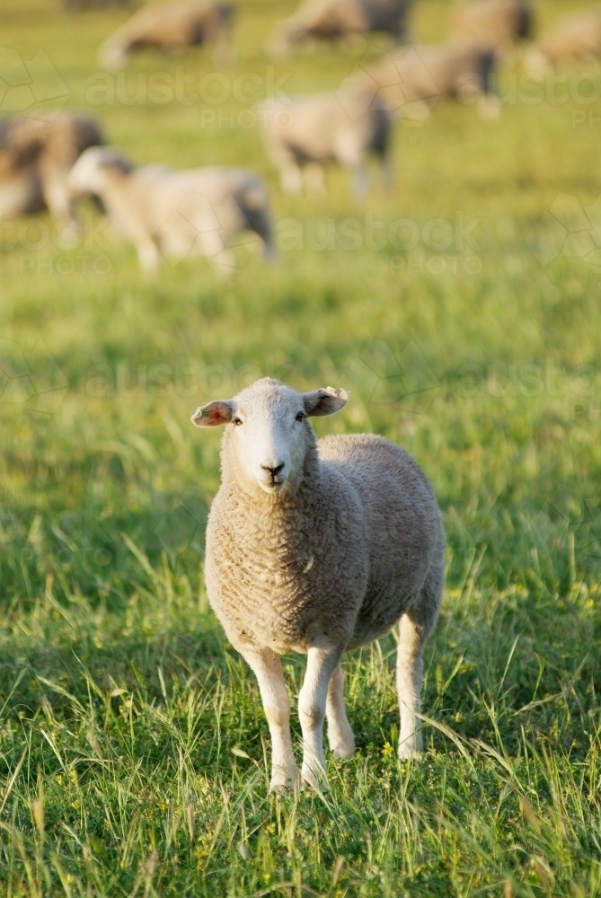 Sheep In A Paddock Looking At The Camera - Australian Stock Image