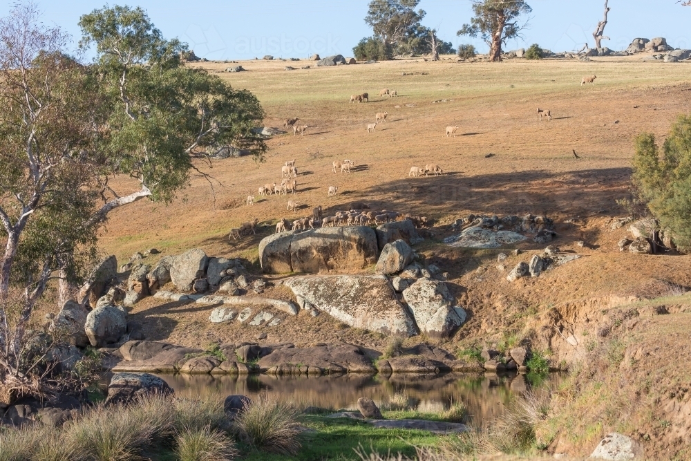 Sheep in a paddock with a dam: rural landscape - Australian Stock Image