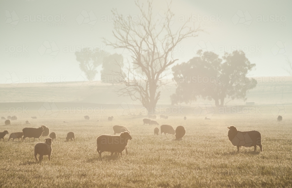 Sheep in a paddock with trees in soft warm light - Australian Stock Image