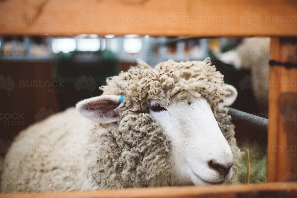 Sheep in a pen - Australian Stock Image