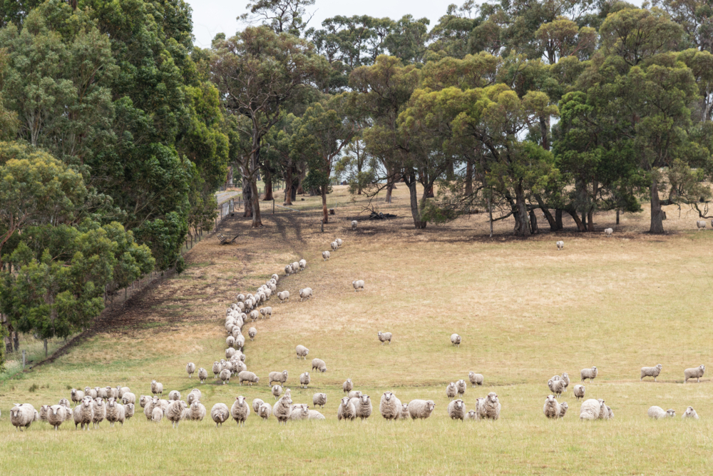 sheep in a row on a rural field surrounded by native trees - Australian Stock Image