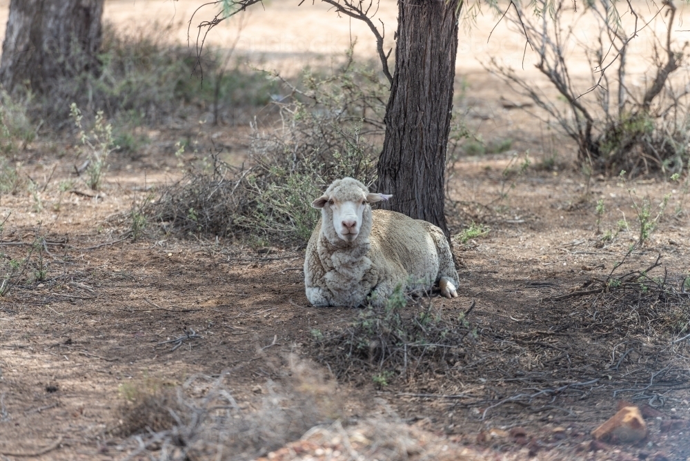 Sheep in drought country - Australian Stock Image