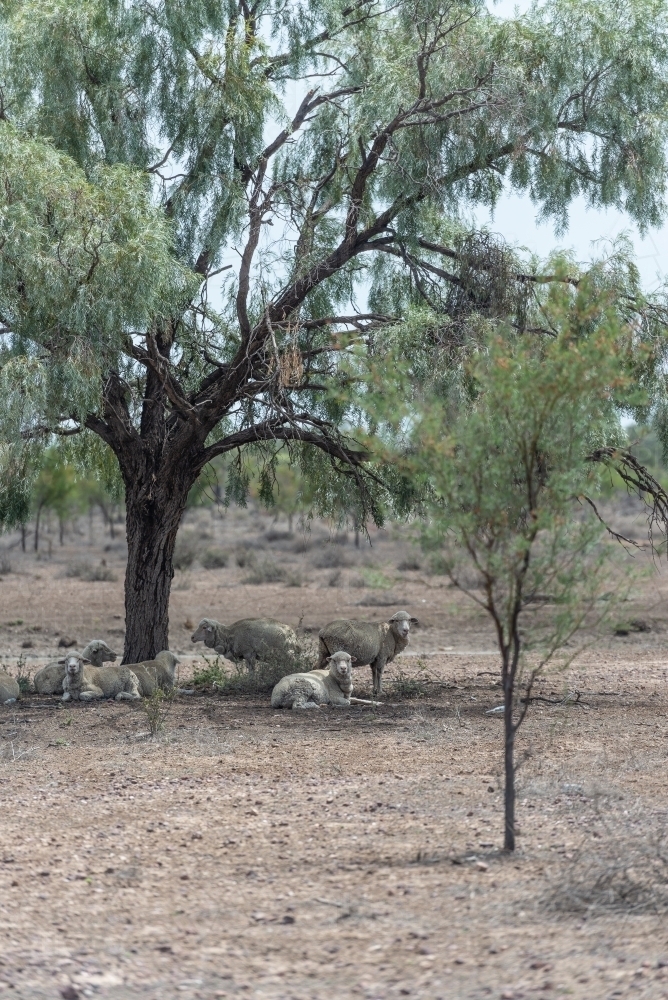 Sheep in drought country - Australian Stock Image