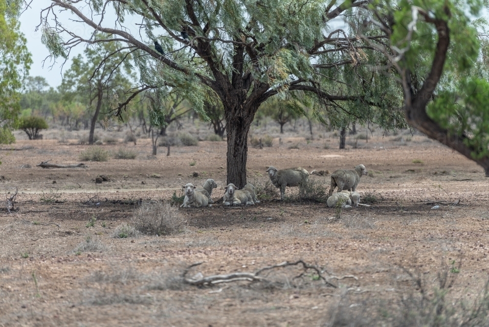Sheep in drought country - Australian Stock Image