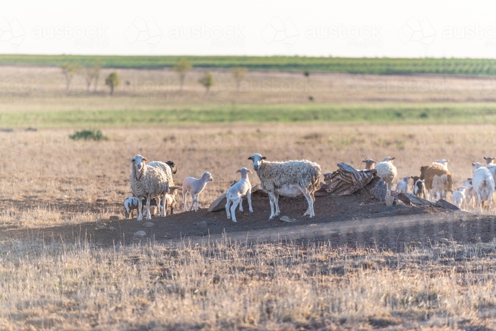 Sheep in drought country - Australian Stock Image