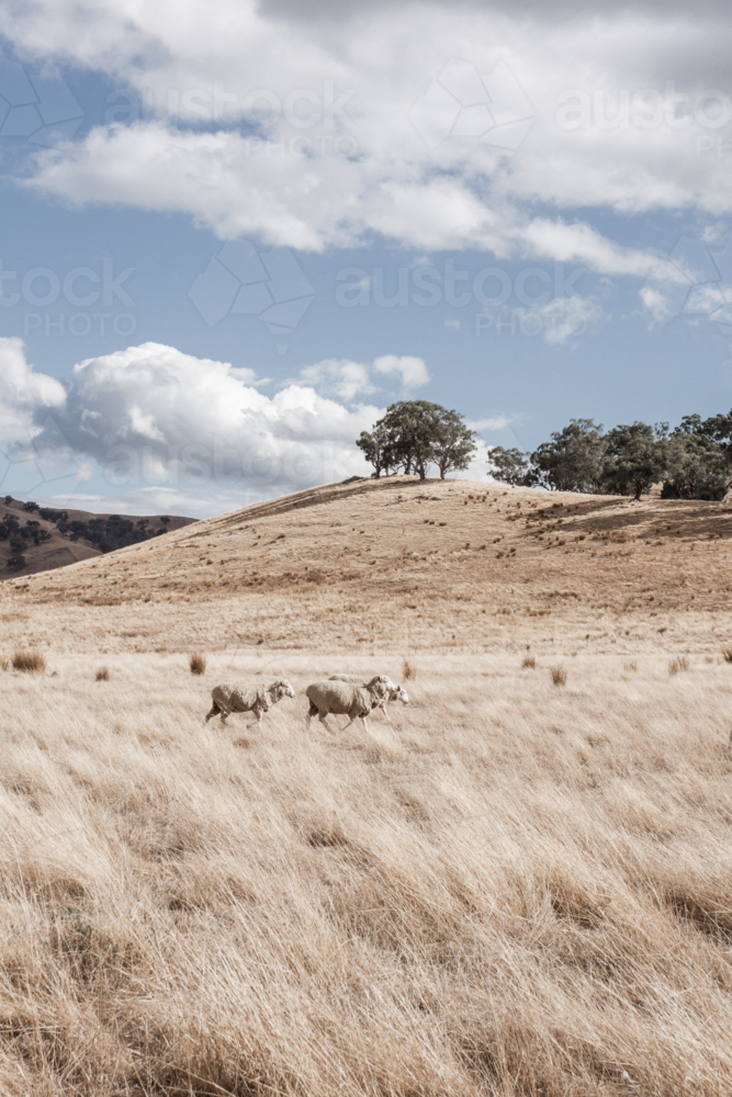 Sheep in dry, summer paddock with grasses and hills - vertical - Australian Stock Image