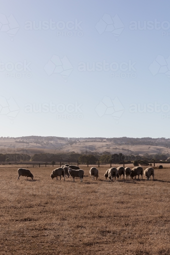 Sheep in dry summer paddock with rolling hills in background - Australian Stock Image