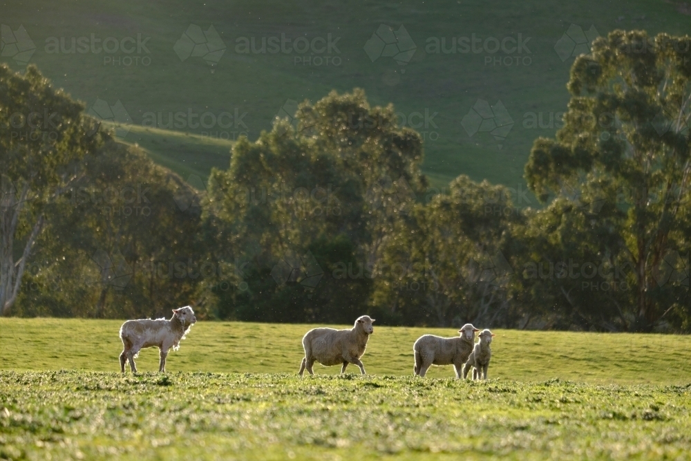 Sheep in green paddock on a Victorian Farm - Australian Stock Image