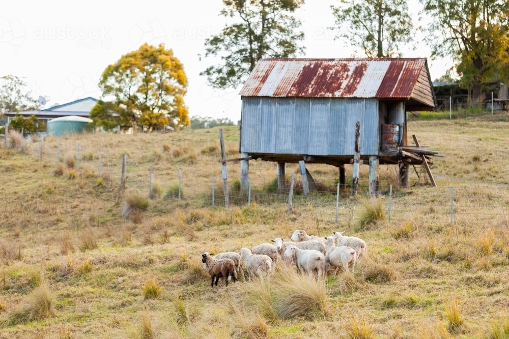 Fram Paddock Image of Sheep in paddock by old farm shed - Austockphoto