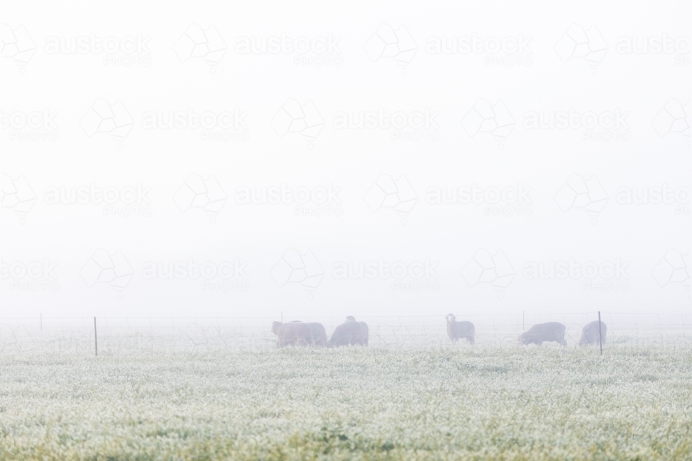 sheep in paddock on a foggy morning - Australian Stock Image