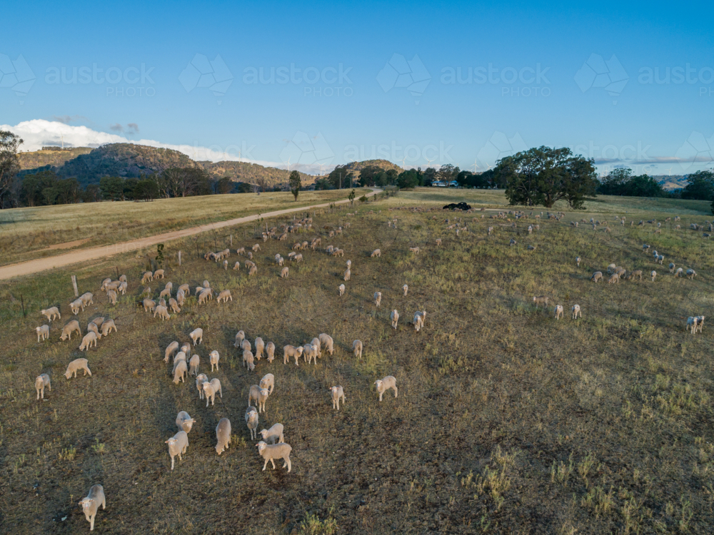 Sheep in paddock with distant farm house and view to wind turbines on the horizon - Australian Stock Image