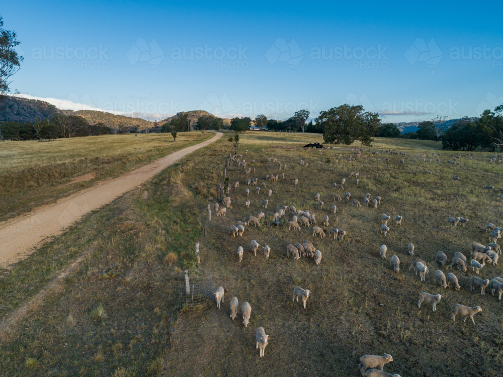 Sheep in paddock with distant farm house and view to wind turbines on the horizon - Australian Stock Image