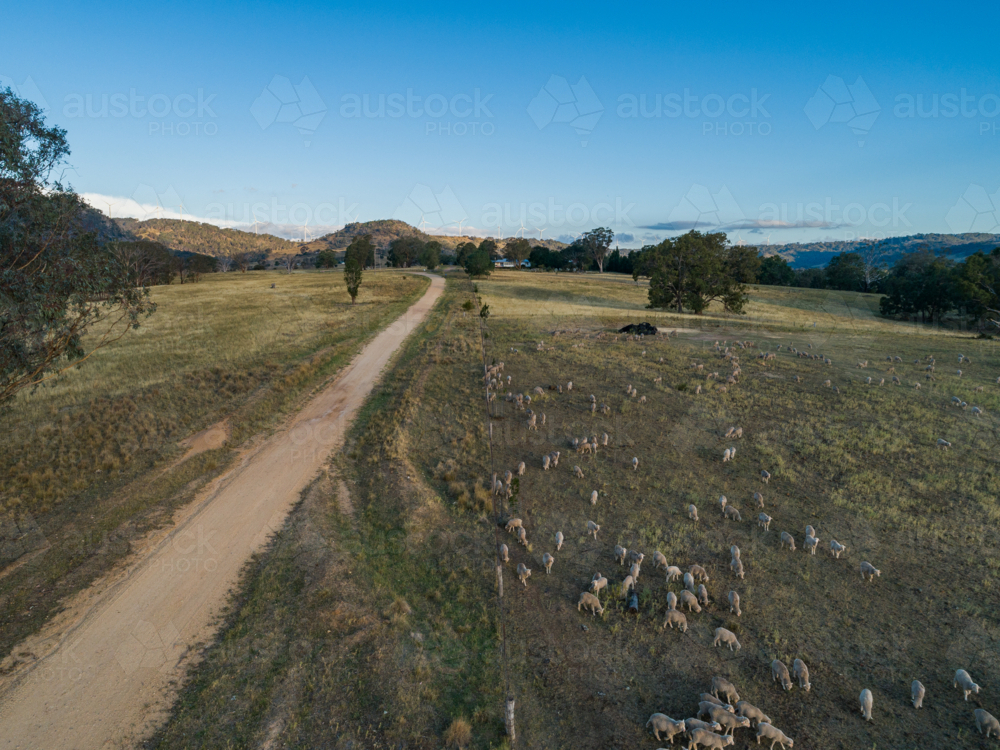 Sheep in paddock with distant farm house and view to wind turbines on the horizon - Australian Stock Image