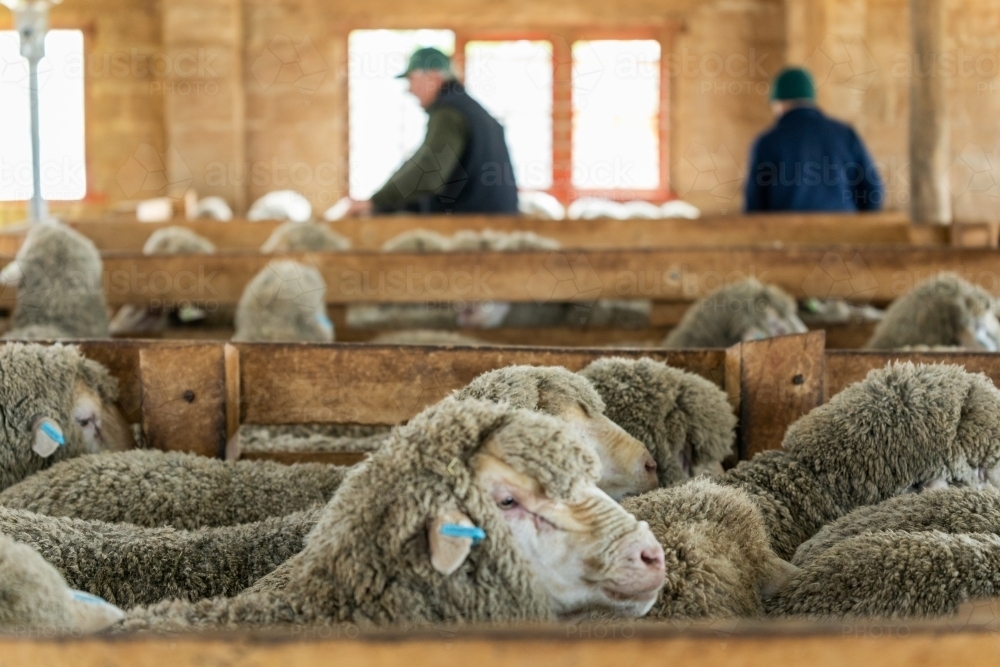 sheep in pens in shearing shed - Australian Stock Image