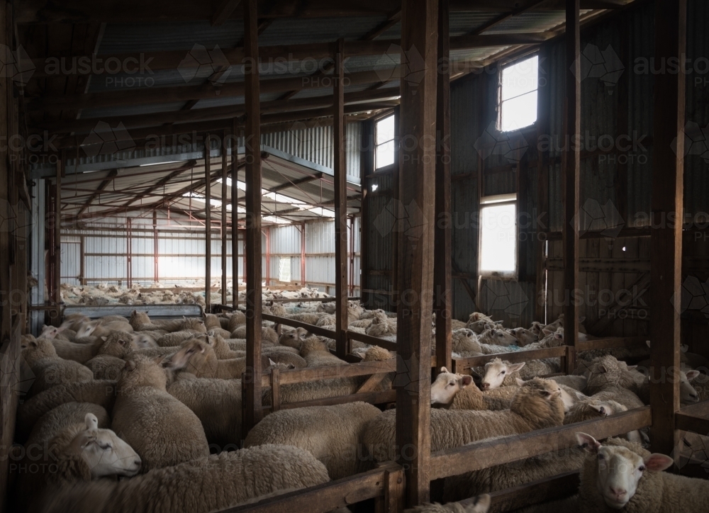 sheep in shearing sheds prior to shearing - Australian Stock Image