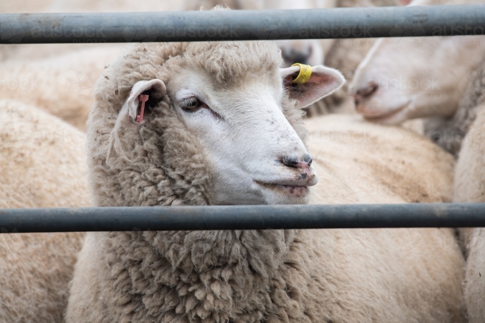 Image of Sheep in sheep pen about to get shorn. Austockphoto
