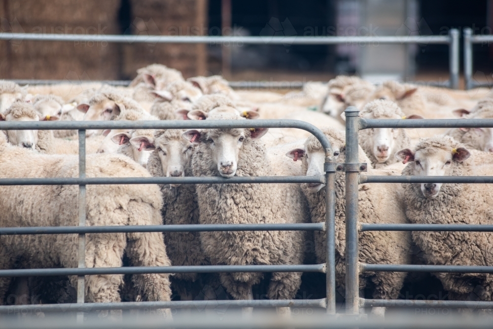 Image of Sheep in sheep pen about to get shorn. Austockphoto