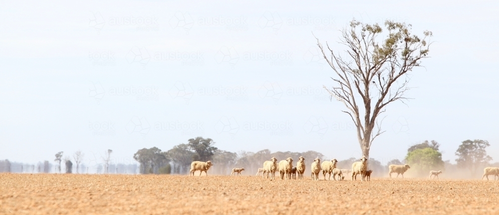 Sheep in shimmering light - Australian Stock Image