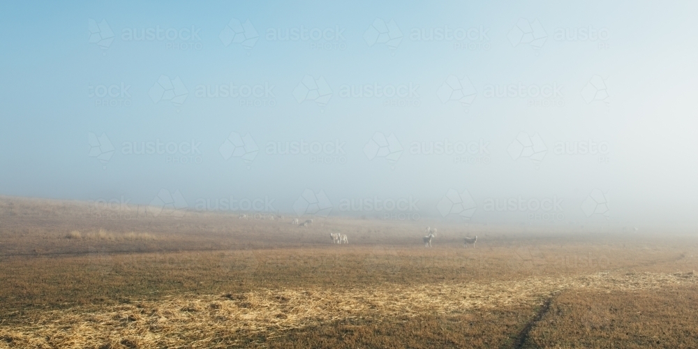Sheep in the distance in a large paddock - Australian Stock Image