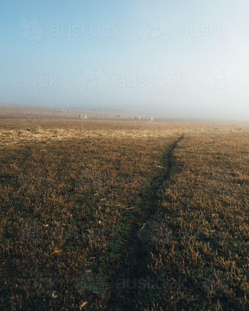 Sheep in the distance, standing in a paddock - Australian Stock Image
