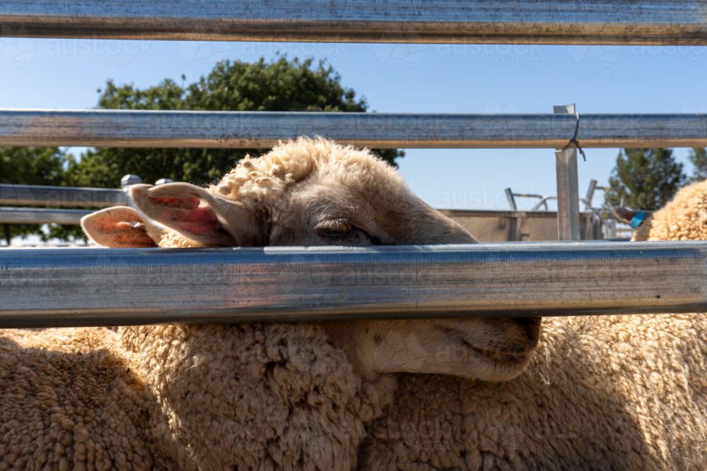 Sheep in the drafting race - Australian Stock Image