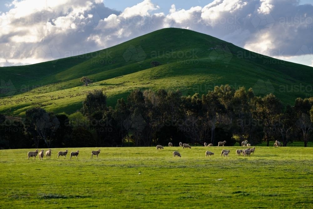 Sheep in the Foreground, Hill in Background - Australian Stock Image