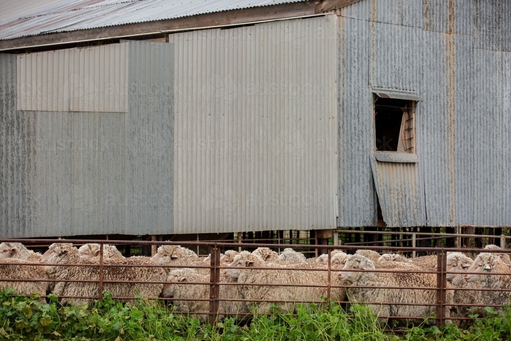 Sheep in the shearing shed yards - Australian Stock Image