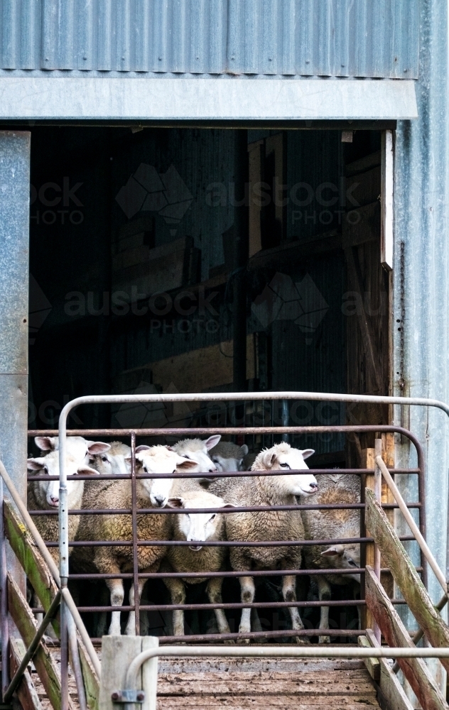 Sheep in the shed look through the gate - Australian Stock Image