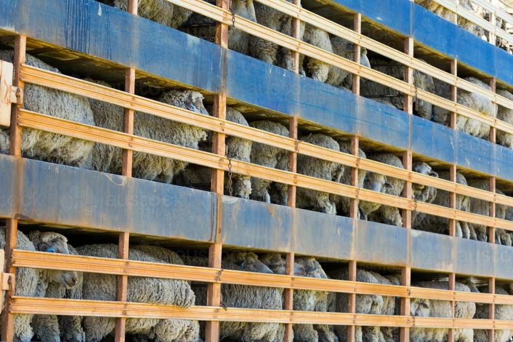Image of sheep loaded on a truck - Austockphoto